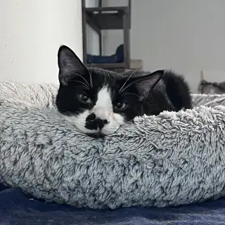 Achilles #retired-dumpster-diver