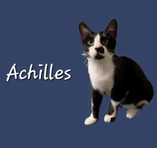 Achilles #retired-dumpster-diver
