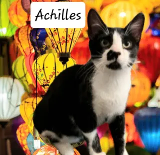 Achilles #retired-dumpster-diver