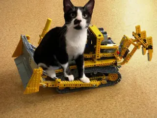 Achilles #retired-dumpster-diver
