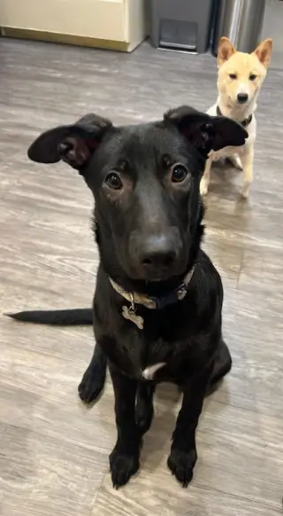 Brownie
