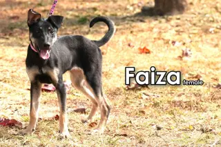Faiza from Taiwan