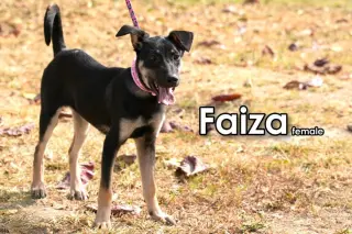 Faiza from Taiwan