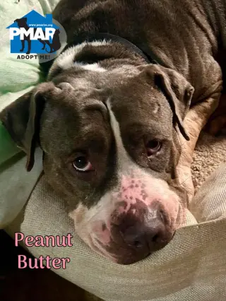 Peanut Butter