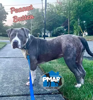 Peanut Butter