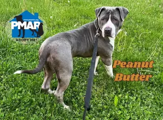 Peanut Butter