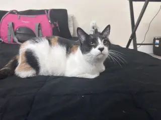 Cora