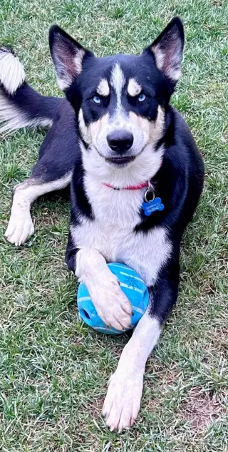 Blue **courtesy post