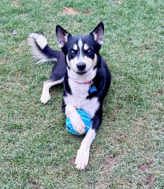 Blue **courtesy post