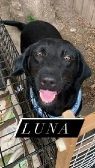 Luna 2 (TX)