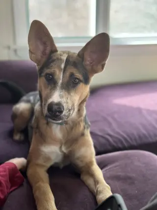 Violet (Crayola Litter)