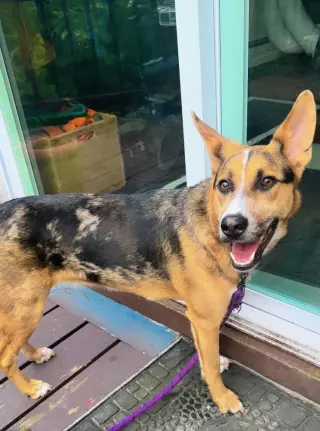 Violet (Crayola Litter)