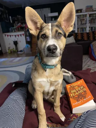 Violet (Crayola Litter)