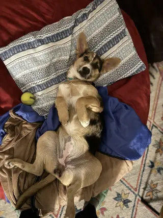 Violet (Crayola Litter)