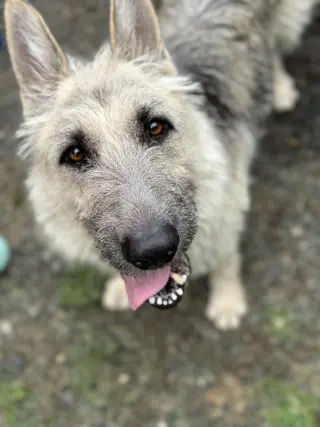 Gigi the Glamorous