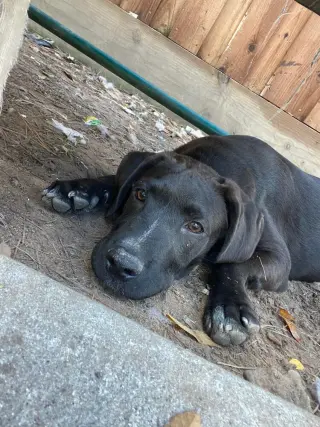 Jack Jack