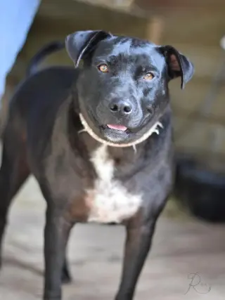 Roxy (Trinity)