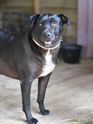 Roxy (Trinity)