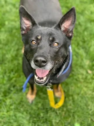 Waffles aka Mrs. WooWoo