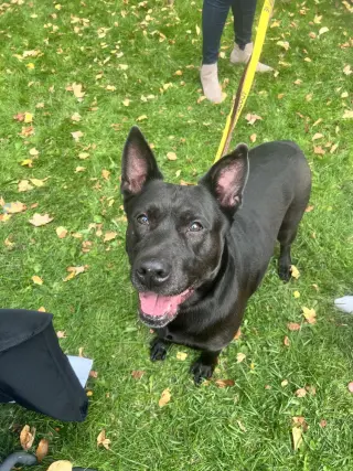 Millie