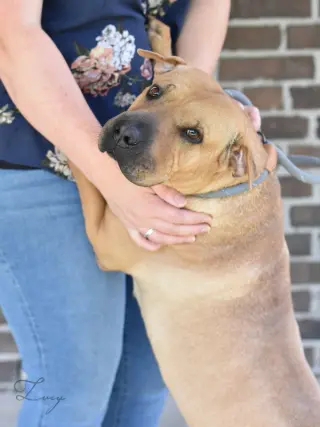 Lucy 2