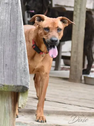 Dixie (Trinity)