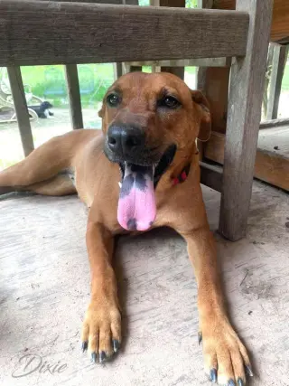 Dixie (Trinity)