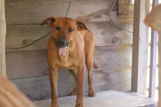 Dixie (Trinity)