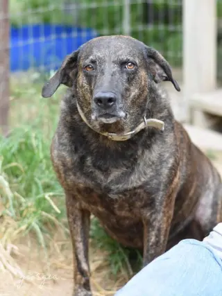 Georgia (Trinity)