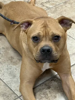 Brady
