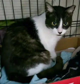 Oreo