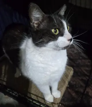Oreo