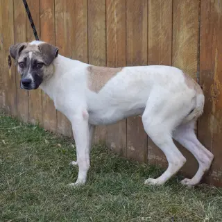 Halo
