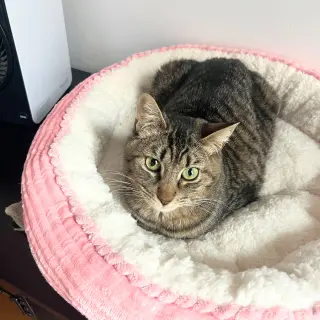 Sir Isaac Mewton