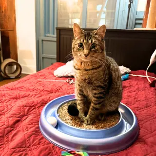 Sir Isaac Mewton