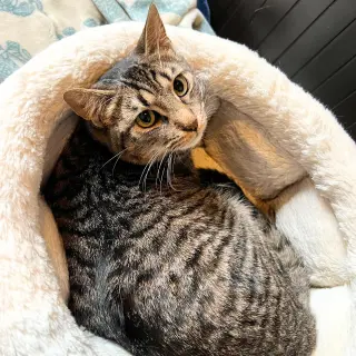 Sir Isaac Mewton