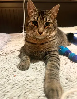 Sir Isaac Mewton