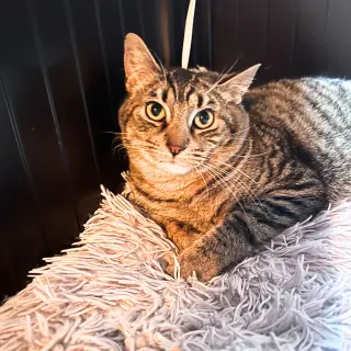 Sir Isaac Mewton