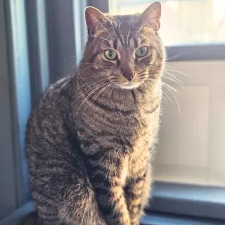 Sir Isaac Mewton