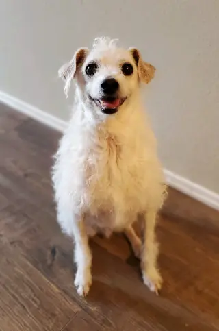 Barney