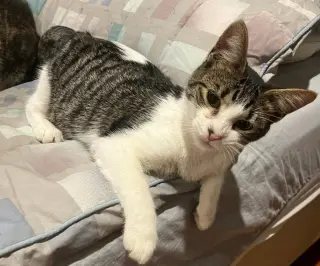 Nelson