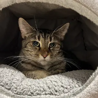 Mary (bonded to Clover)