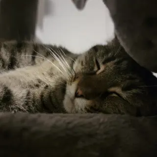 Mary (bonded to Clover)