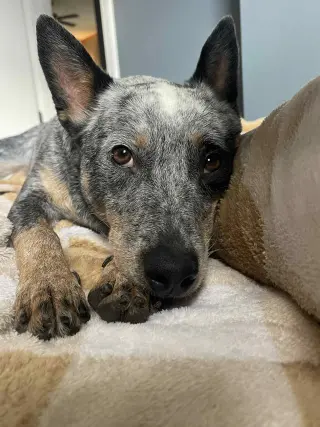 Leroy
