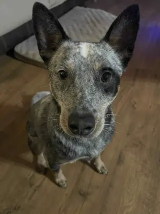 Leroy