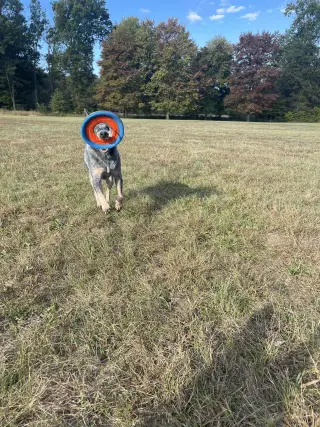 Leroy