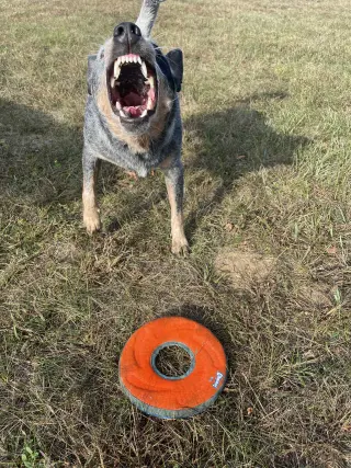 Leroy