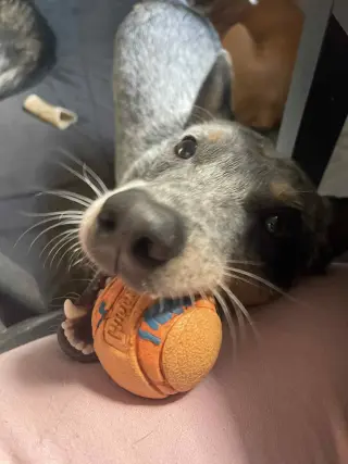 Leroy