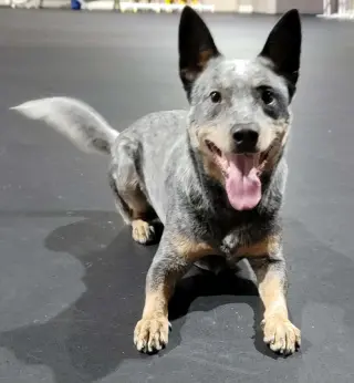 Leroy
