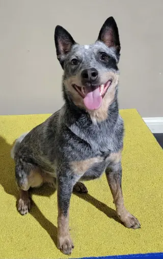 Leroy